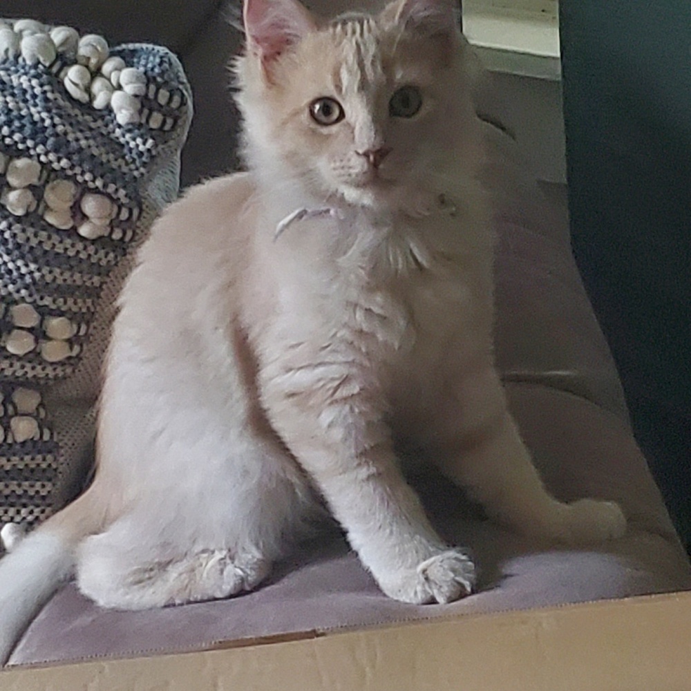 Meet your Posher, Cheyenne